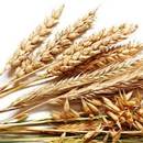 Wszystko na temat celiakii