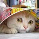 Jak poradzić sobie ze zestresowanym kotem?