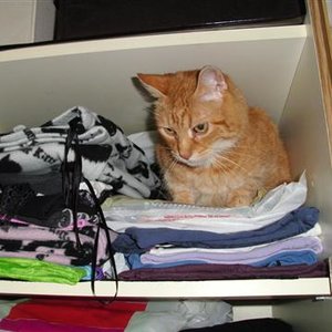 Zapewnij kotu bezpieczny schowek