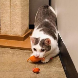 Porozumienie przez zabawę