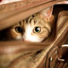 Jak postępować z kotem w podróży?