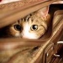 Jak postępować z kotem w podróży?