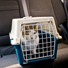 Bezpieczeństwo kota