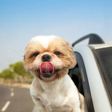 Jak pomóc psu w upalne dni?