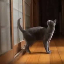 Jak zamontować w domu drzwiczki dla kota?