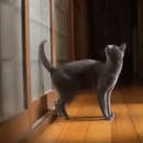 Jak zamontować w domu drzwiczki dla kota?