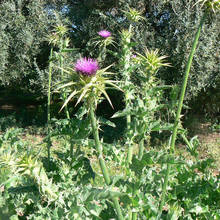 Zalety spożywania ostropestu plamistego