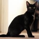 Jak zrozumieć kocią mowę ciała?