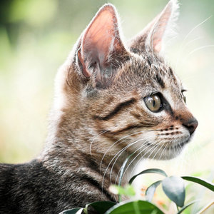 Co mówią kocie uszy