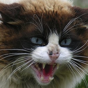 Świat kocich dźwięków