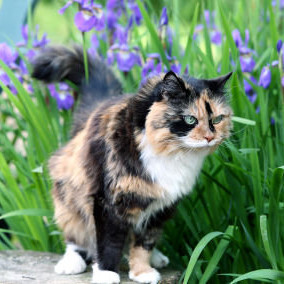 Jak trzymać obce koty z dala od ogrodu?