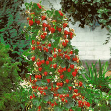 Jak należy uprawiać pnące truskawki?