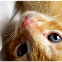 Jakie są objawy rui u kotki?