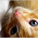 Jakie są objawy rui u kotki?