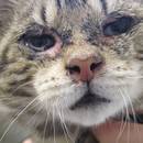 Jak postępować, gdy kot choruje na koci katar?