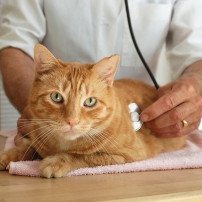 Leczenie weterynaryjne