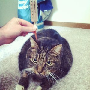 Karmienie chorego kota