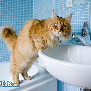 Jak zrobić kotu kąpiel?