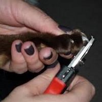 Przygotowanie kota do kąpieli