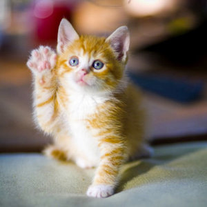 Kiedy nie można kąpać kota?