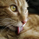 Jak pomóc kotu pozbyć się złogów sierści?