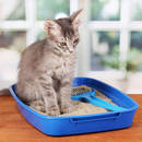 Jak przeprowadzić trening czystości dla kota?