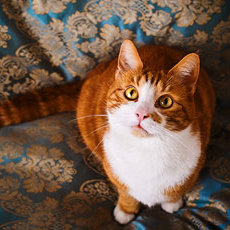 Gdy kot przestał korzystać ze swojej toalety