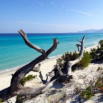 Plaża Saleccia – Korsyka