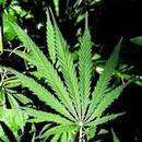 Jakie objawy u dziecka świadczą, że pali ono marihuanę?