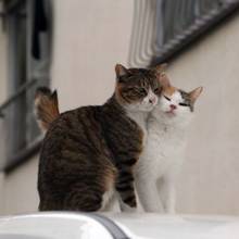 Dlaczego warto wysterylizować kota?