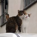 Dlaczego warto wysterylizować kota?