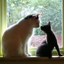 Jak oswoić swojego kota z nowym kotem?