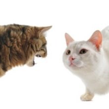 Zapoznajemy koty ze sobą