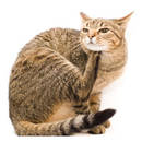 Co robić, gdy kot ma pchły?