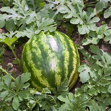 Jak uprawiać arbuzy w swoim ogrodzie?