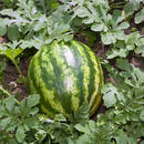 Jak uprawiać arbuzy w swoim ogrodzie?