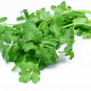 Kolendra – zalety i właściwości