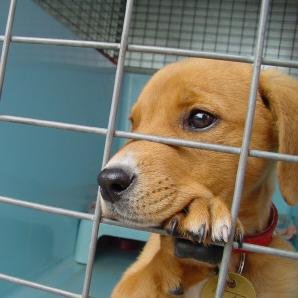 Adopcja psa ze schroniska – wskazówki i rady