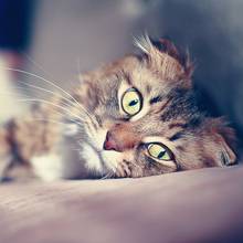 Po czym poznać, że kot jest chory?