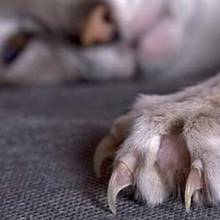 Jak przyzwyczaić kota do jego drapaka?