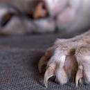 Jak przyzwyczaić kota do jego drapaka?