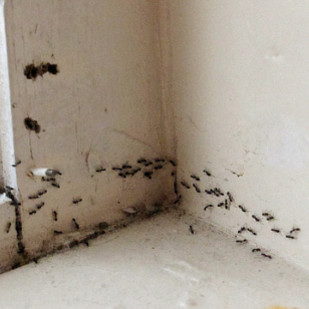 Jak możesz pozbyć się na zawsze mrówek?