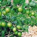 Jak skutecznie uprawiać agrest?