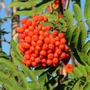 Zastosowanie jarzębiny w medycynie ludowej