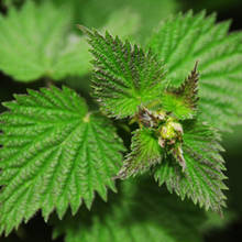 Zdrowotne właściwości pokrzywy