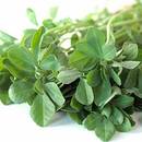 Kozieradka – uprawa i właściwości