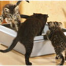 Jaki żwirek wybrać dla swojego kota?