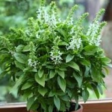 Świeżość przypraw