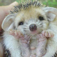 Jak odpowiednio zajmować się jeżem afrykańskim?