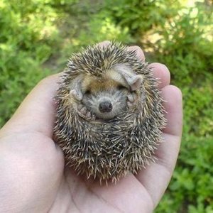 O jeżach afrykańskich słów kilka